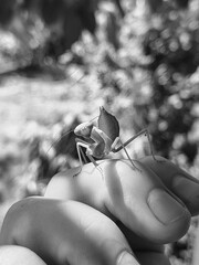 praying mantis. Mantis religiosa, The green praying mantis is in danger. big green insect. praying mantis on hand.