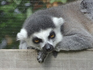 Lazy lemur