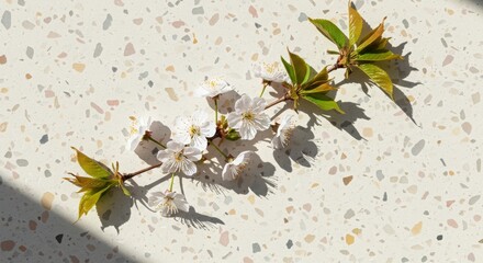 Delicate White Blossom Branch on Light Textured Surface