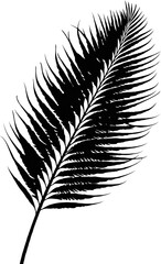 Fototapeta premium Detailed Monochrome Silhouette Of Palm Leaf Against White Background