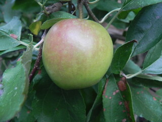 Apfel