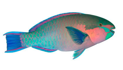 Studio shot of a colorful parrotfish swimming against a transparent background, showcasing its vibrant hues and intricate patterns