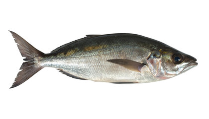 Obraz premium Studio shot featuring a fresh fish on a transparent background, ideal for food related projects and culinary presentations