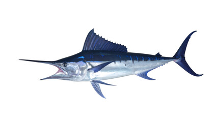 Fototapeta premium Blue marlin swimming with open mouth, profile view, revealing silver body against clear background, showcasing predatory marine species