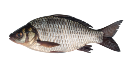 Side view of a fresh prussian carp isolated on transparent background, ideal for food and wildlife concepts