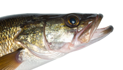 Sauger fish head with open mouth, revealing intricate scales and sharp teeth, set against transparent backdrop