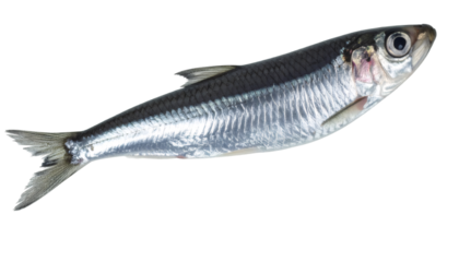 Single fresh silver sprat fish isolated on transparent background, perfect for food or fishing related designs