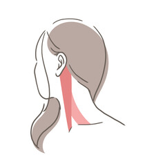 胸鎖乳突筋のイラスト素材