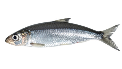 Obraz premium Silver herring fish lying on clean white surface, displaying sleek body, shimmering scales, and streamlined marine profile with pristine clarity