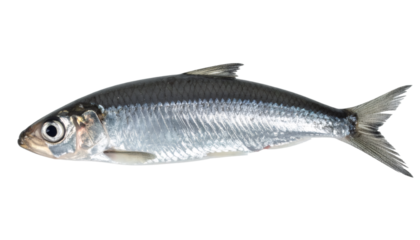 Silver herring fish lying on clean white surface, displaying sleek body, shimmering scales, and streamlined marine profile with pristine clarity