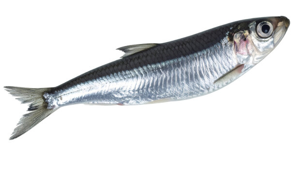 Single fresh silver sprat fish isolated on transparent background, perfect for food or fishing related designs