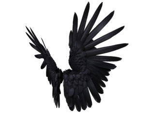  3D-rendered black wings resembling raven feathers, isolated on transparent background
