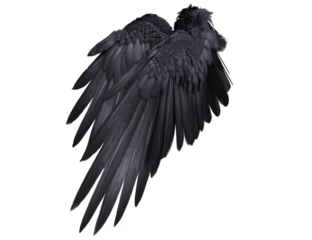  3D-rendered black wings resembling raven feathers, isolated on transparent background
