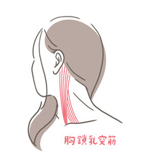 胸鎖乳突筋のイラスト素材