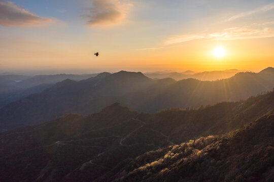 A bird flies over Sequoia National Park