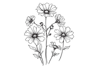 Line art of Helenium flowers for floral themed illustrations