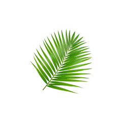 Obraz premium Bright green palm leaves isolated on white background