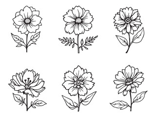 Detailed heliotrope flower drawing in line style
