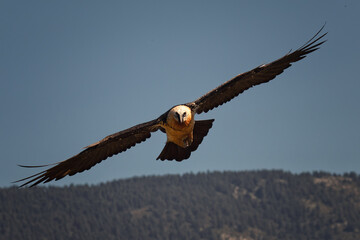 Lammergeier in flight