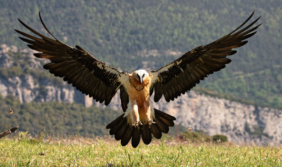 Lammergeier in flight