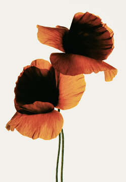 fleurs coquelicots  fragilit&eacute;  l&eacute;g&egrave;ret&eacute;  &eacute;l&eacute;gance beaut&eacute; transparence  symbolique  couleur  plante 