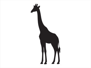 giraffe vector illustration