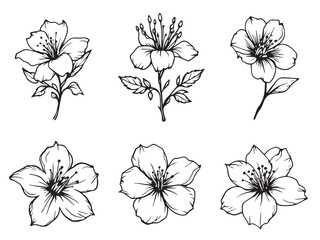 Modern line drawing of Honeysuckle botanical shape