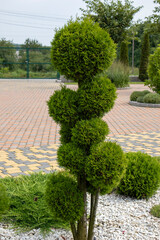 Ornamental trimmed thuja in a garden with paving stones and white gravel, creating a stylish and well maintained landscape