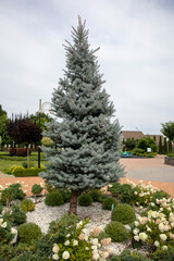 Blue spruce growing among diverse greenery, cloudy background highlighting lush garden landscaping with verdant plant life