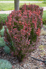 Red barberry shrub featuring deep purple leaves, decorative and compact, thriving in landscape gardens with striking ornamental presence
