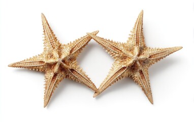 Two tan starfish arranged in a diamond shape against a white background