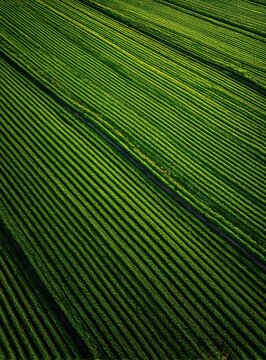 Aerial view of vibrant green, meticulously organized farm rows