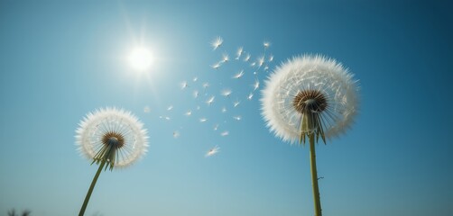 Delicate dandelion seeds dispersing in bright sunlight against a clear blue sky