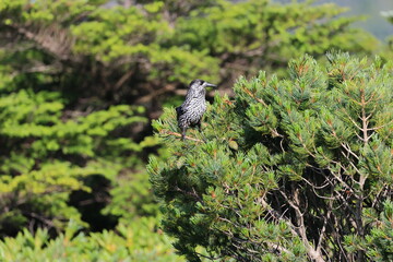 Creepimg pine and beautiful crows named Hoshigarasu in the high mountain belt