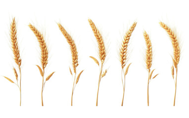 Wheat ears a heads set on white background,png