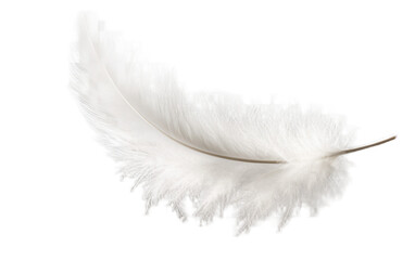 Obraz premium White feather on white background,png
