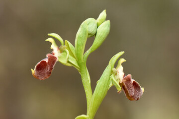 A detailed macro shot of two flowers of the Ophrys flavomarginata orchid, also known as the yellow-margined bee orchid, showcasing their unique patterns and delicate petals.
