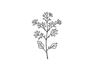 Joe Pye Weed simple line art