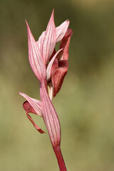 Serapis levantina Orchid. A macro photograph of a 