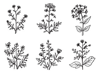 Joe Pye Weed clear vision illustration