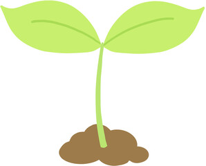 young plant in a pot