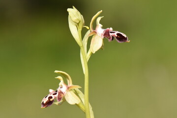A delicate stem of Ophrys kotschyi, or Kotschy's Bee Orchid, displays two intricate, unique flowers with distinctive brown and yellow patterns resembling an insect. 