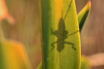 The distinct silhouette of a grasshopper is sharply cast as a shadow on a translucent green and yellow plant leaf, illuminated from behind.