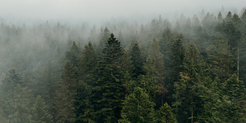 Scenic view of the Bavarian Forest with fog and clouds rolling over the tree-covered mountains after a warm summer rain in Germany