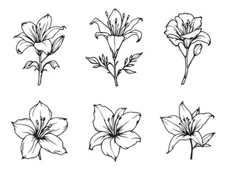 kelp plant simple line art