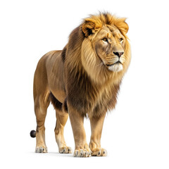 Obraz premium portrait of a lion