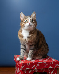 A beautiful small calico cat on a solid-colored background