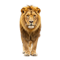 Obraz premium portrait of a lion