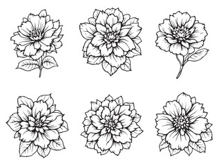 lantana plant clear vision illustration