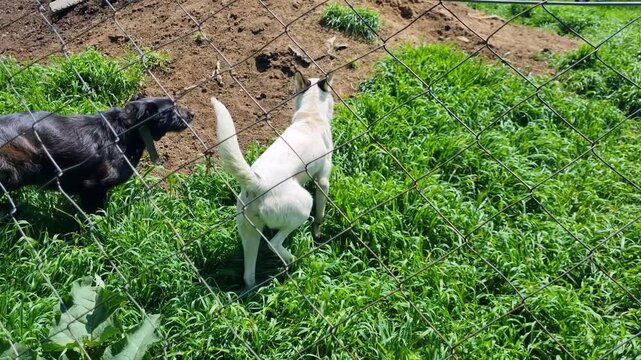 Dogs stand guard behind a fence at an agricultural building in southern Serbia, reflecting the everyday rural lifestyle and local traditions of farm protection